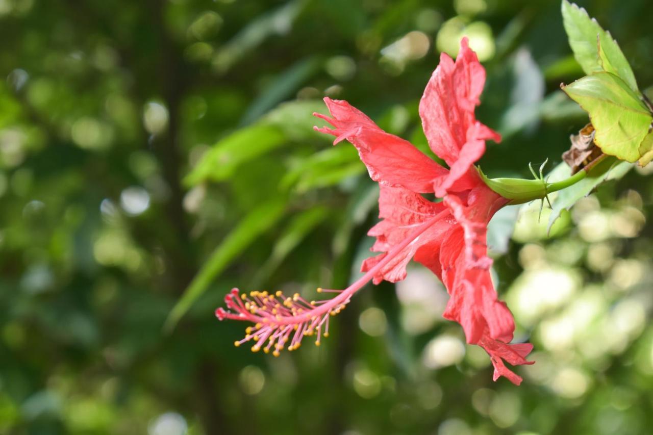 Passiflora Lodge Tambopata Puerto Maldonado Ngoại thất bức ảnh